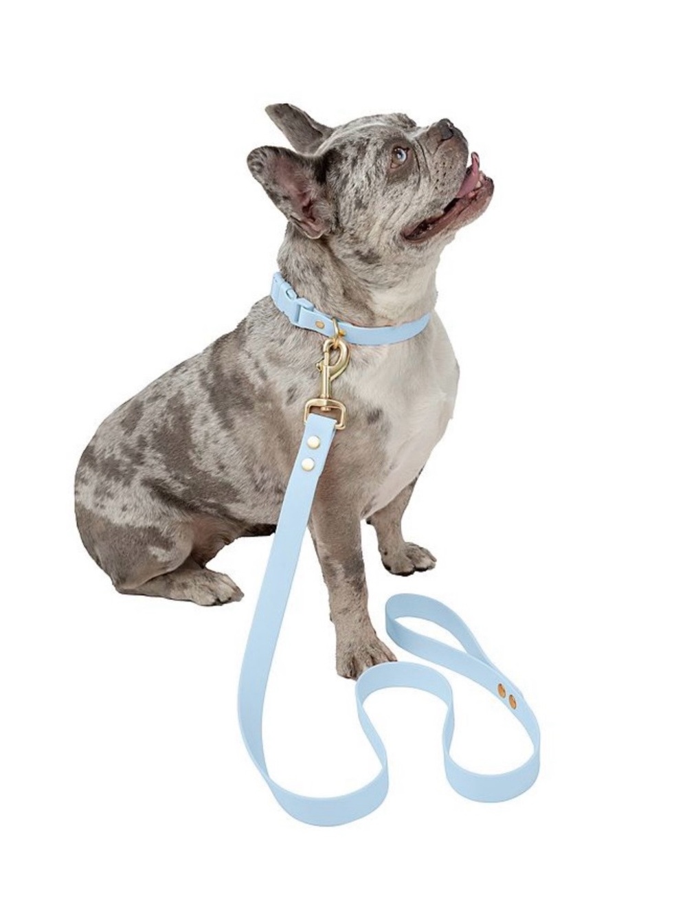 NWT Sport Pet Living Collar and Leash Size Large